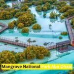 Mangrove National Park Abu Dhabi