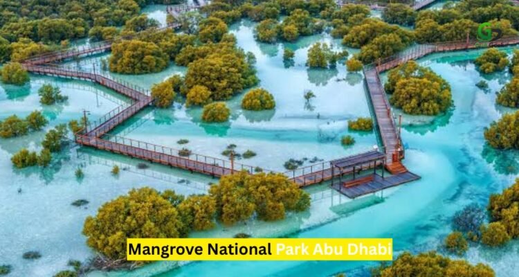 Mangrove National Park Abu Dhabi