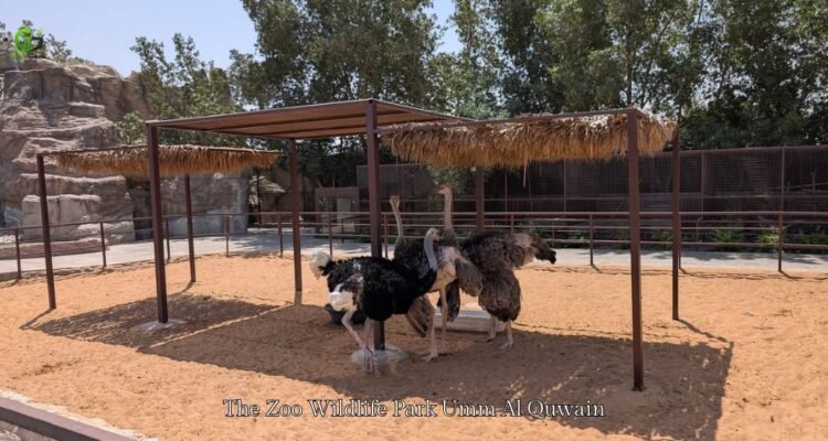 The Zoo Wildlife Park Umm Al Quwain
