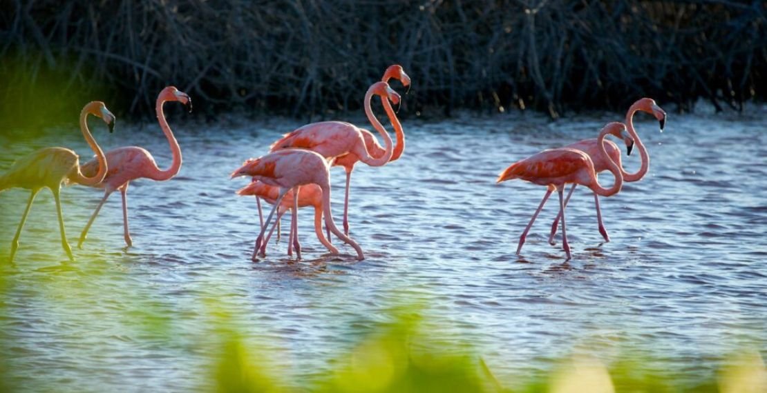 Things to Do at Mangrove National Park Abu Dhabi